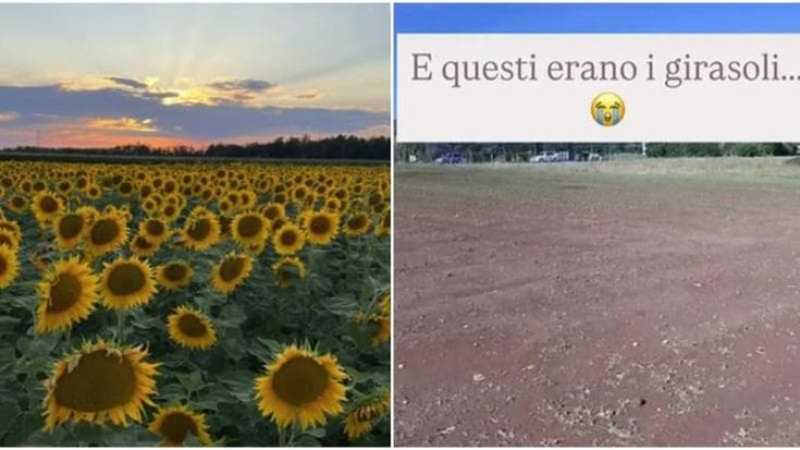 Maltempo, distrutto il campo di girasoli “u pick” di Ornago: “Quest’estate non potremo aprire”