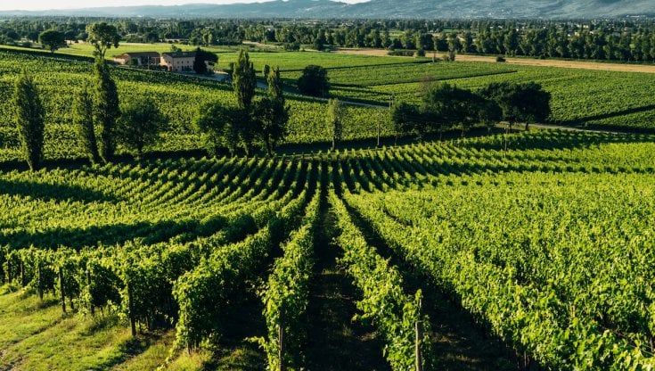 Siccità, ridurre il consumo idrico in vigna: l’esempio della Arnaldo Caprai