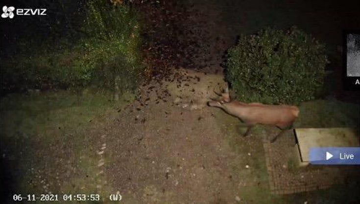 Monza, il cervo che ha conquistato il parco di Villa Reale