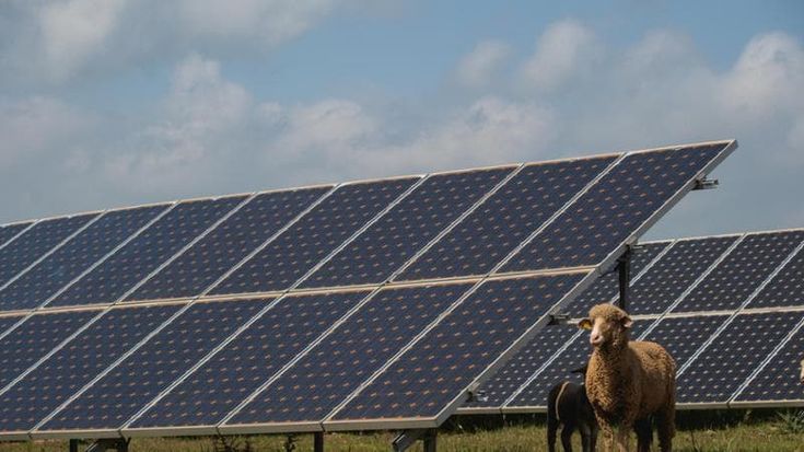 Pnrr, Mase: 643 richieste per bando agrivoltaico