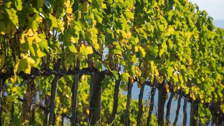 Viticoltura di precisione, al via nel cuneese il progetto “VI.P”