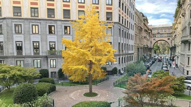 Un ginkgo biloba in piazza Eleonora Duse. La pianta più antica del mondo sarà un regalo alla città