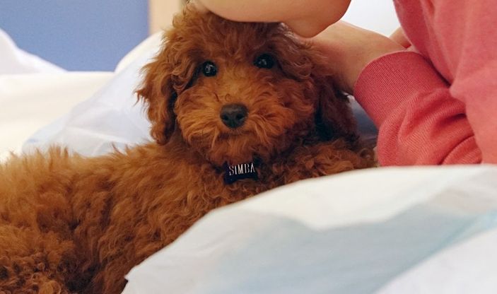 Rimini, ecco Simba, il cucciolo che dà il coraggio alla piccola Valeria di lottare contro la leucemia