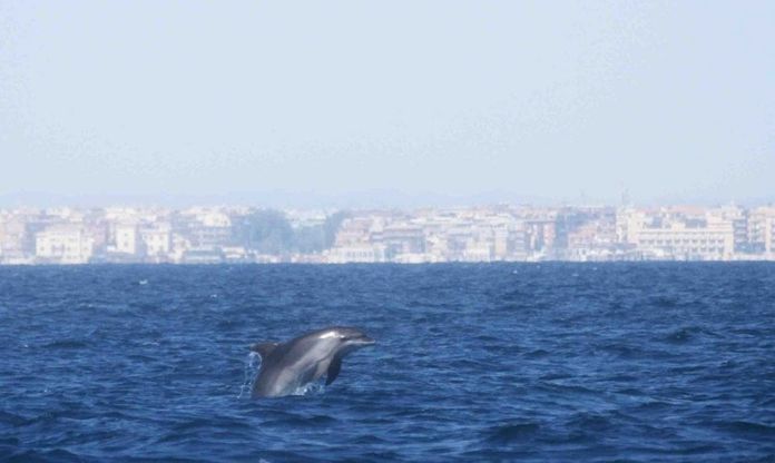 Ostia, nuovi avvistamenti di delfini: salti e piroette in mare con i cuccioli