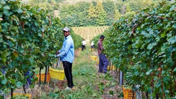 Immigrati: Cia, sono 368.000 i lavoratori stranieri nei campi in Italia