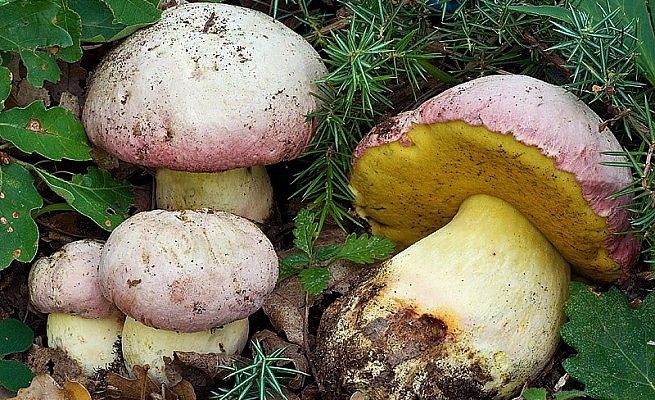 Mangiano fungo tossico<br />quattro intossicati nel Leccese