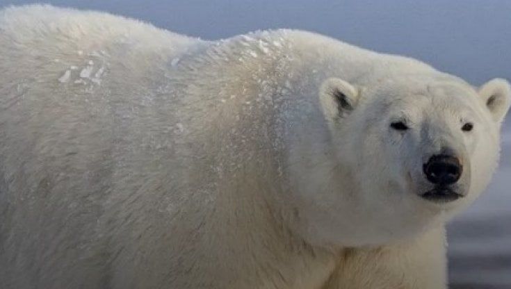 L'orso 