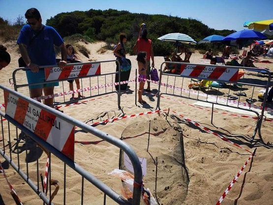 Gallipoli, la tartaruga depone le uova tra ombrelloni e bagnanti