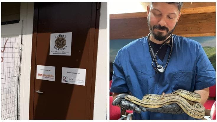 UniBa apre il centro recupero serpenti: “Qui cura e studio dei rettili, fondamentali per l’ambiente”