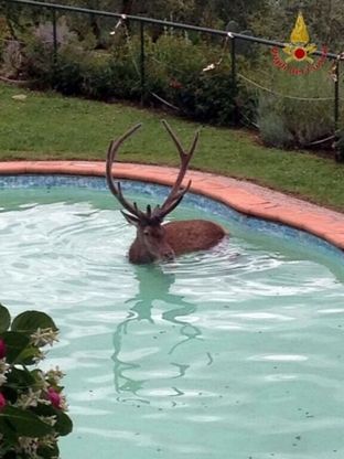Pistoia, cervo nella piscina della villa