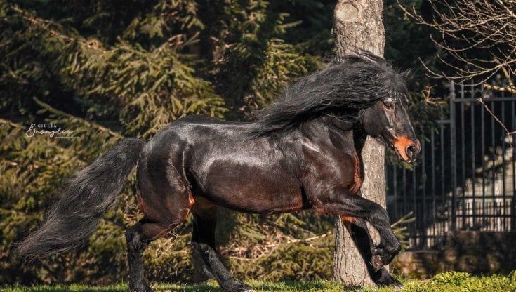 Monaco-Verona, progetto Fieracavalli per un turismo lento e sostenibile