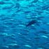 Tonno, come sceglierlo senza danneggiare il mare