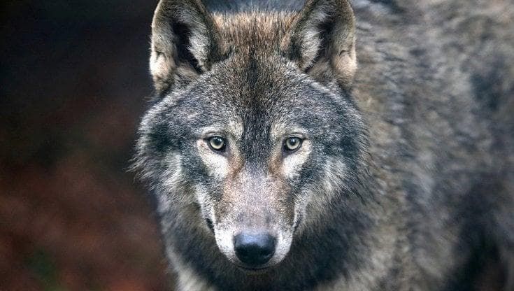 Cane eroe si sacrifica e muore per salvare un bimbo di 2 anni dall'attacco di un lupo