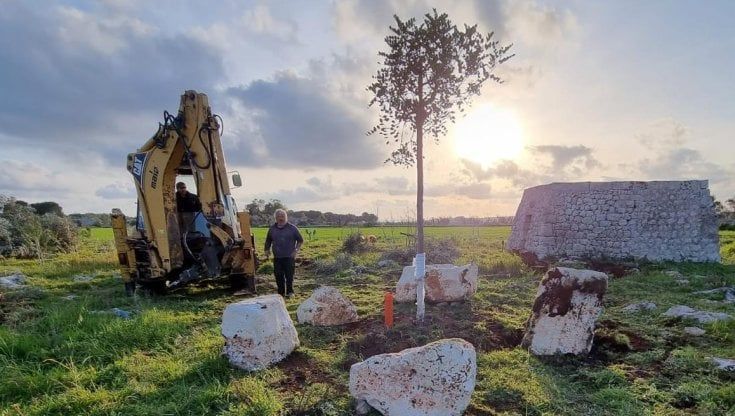 Un albero per le vittime di Covid: l'idea di tre ventenni in Salento. "In memoria di chi non c'è più e per chi verrà dopo"
