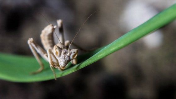 Ci aspetta un mondo senza insetti? Ecco perché sarebbe devastante