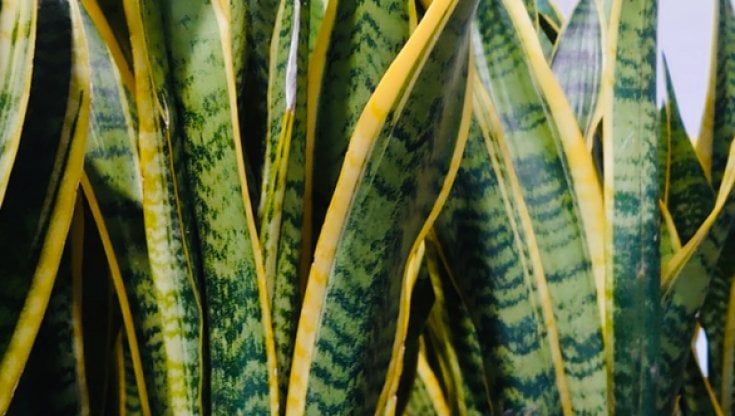 Anticorpi monoclonali delle piante contro il Covid