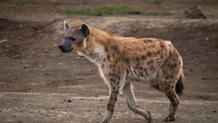 In Etiopia le iene aiutano a smaltire rifiuti. “Convivenza vantaggiosa con fauna selvatica”