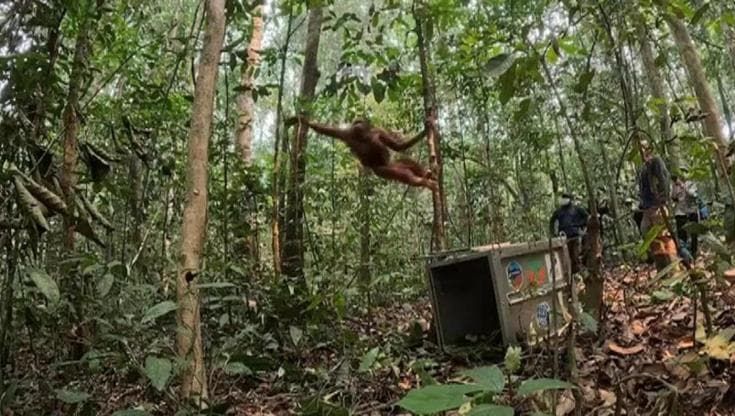 La liberazione degli oranghi salvati dagli incendi nel Borneo