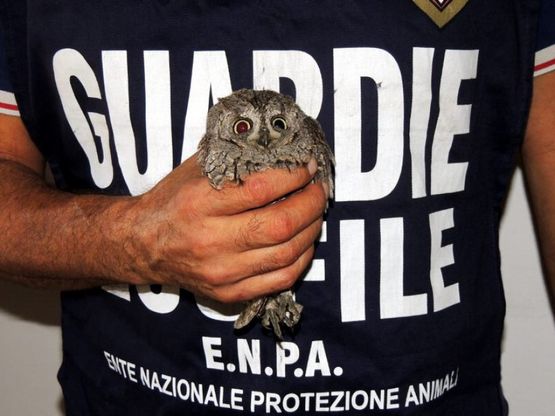 Falco, assiolo e gheppio feriti: allarme bracconaggio a Ischia