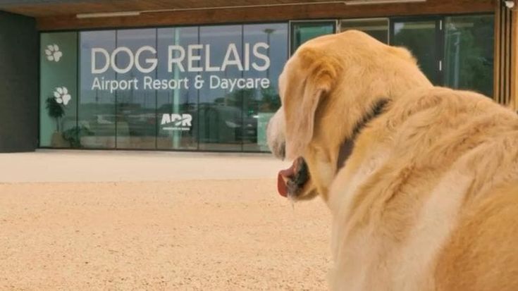 Fiumicino, il dog relais all’aeroporto ospita i cuccioli di chi vola in vacanza
