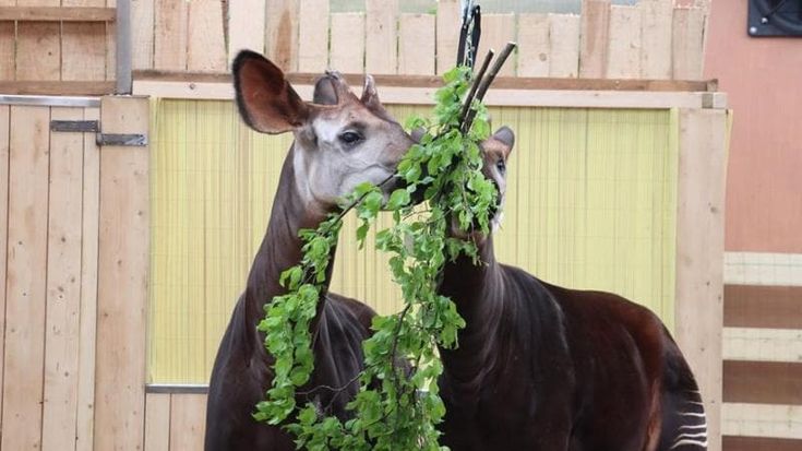 Valbrembo, due okapi trovano casa al parco Le Cornelle: “Custodiamo una specie rara e minacciata”