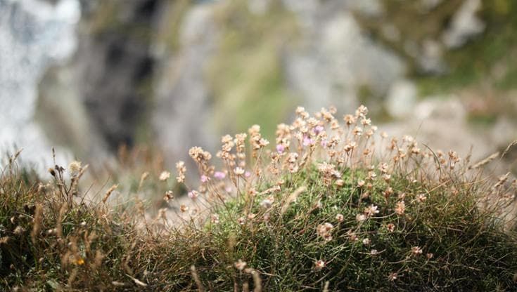 Il riscaldamento trasforma le praterie subalpine