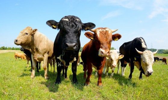 Spreco, la filiera della carne bovina tra le più virtuose
