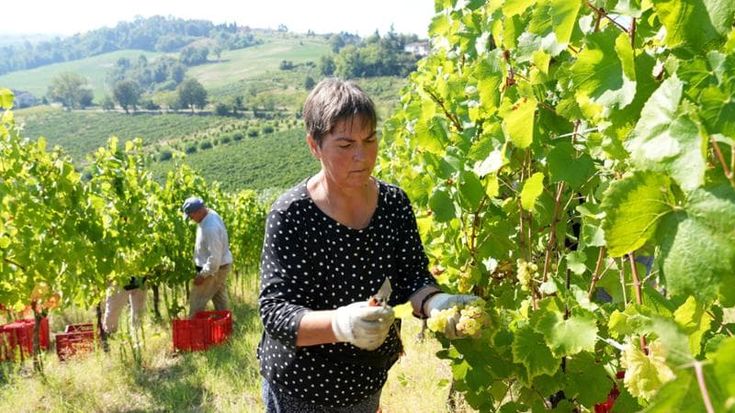 Parte la vendemmia, anticipo da record nell’Oltrepo Pavese per il clima: “L’uva è buona”