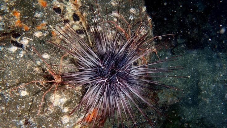 Isole Canarie, i ricci di mare non si riproducono più