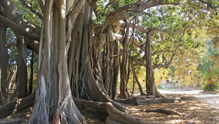 E' all'Orto botanico di Palermo l'albero italiano dell'anno
