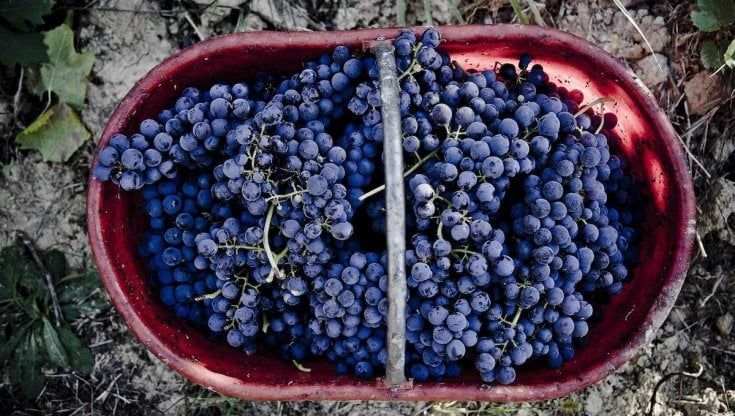 Vino: il Ruchè cresce ancora e punta sull’enoturismo