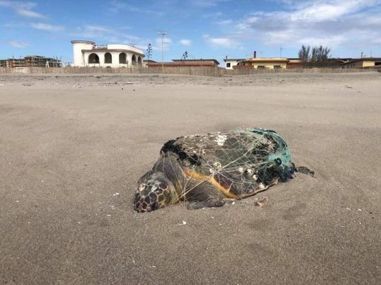 La triste fine della tartaruga: intrappolata in una rete fantasma