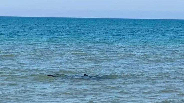 Una pinna spunta al largo di Torvaianica, si tratta di uno squalo verdesca