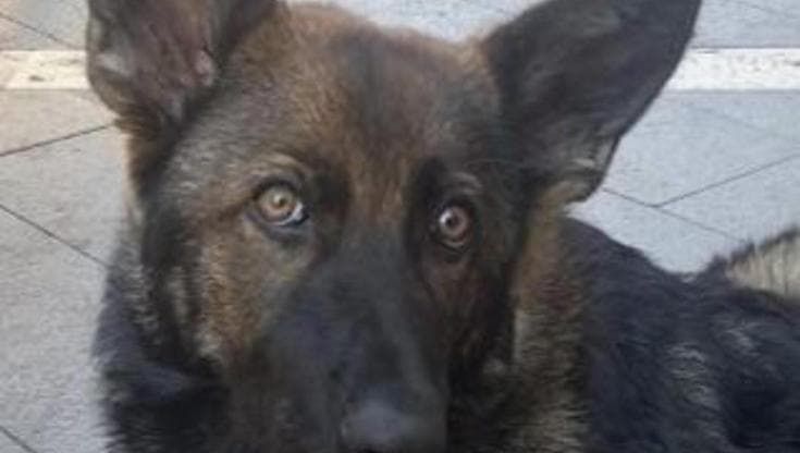 Catenate sul muso al suo cane, sequestrata femmina di lupo a un clochard a Sanremo