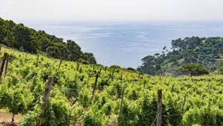 Il vino come redenzione per il detenuto vignaiolo: “Spero di fare questo lavoro”