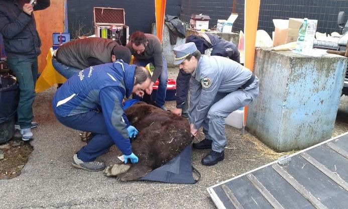 Dopo 25 anni l'orsa Caterina lascia il Ditellandia Park