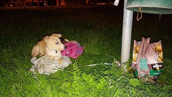 La cagnolina Agata legata al cestino dei rifiuti e abbandonata, San Severo si mobilita per adozione
