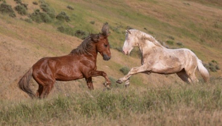 Mustang, un simbolo di indipendenza che oggi lotta per sopravvivere