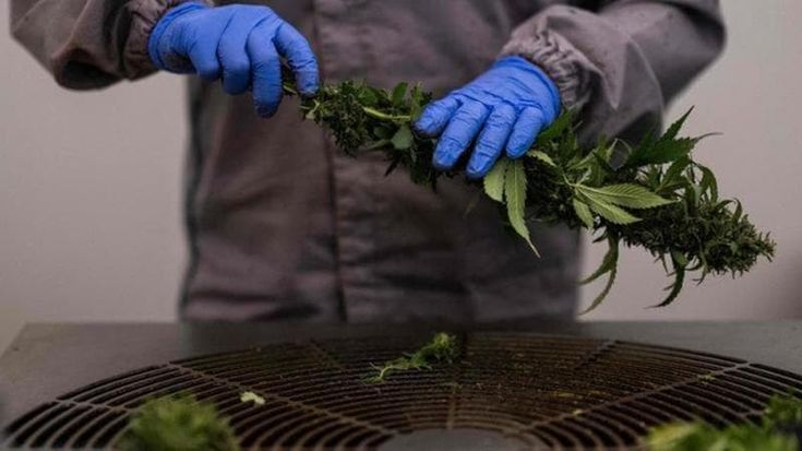 Venti chili di marijuana nel borsone: condannato a 2 anni, ma non andrà in carcere