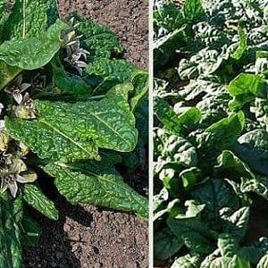 Spinaci Bonduelle, le analisi: "Non c'era mandragora negli spinaci surgelati"