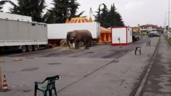 Elefante scappa dal circo e sfiora un furgone nel Bergamasco