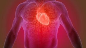 Dopo l’infarto, le cellule del cuore rinasceranno: ecco cosa ci aspetta in futuro
