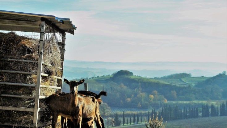 In vacanza in campagna per riscoprire la natura