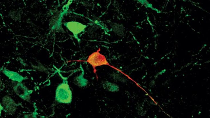 Uno studio ha scoperto come il cervello innesca le risposte in base a contesti diversi