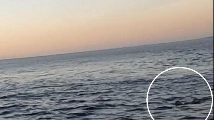 Avvistata foca monaca nelle acque del Salento, si moltiplicano le segnalazioni: “Ora vanno tutelate”