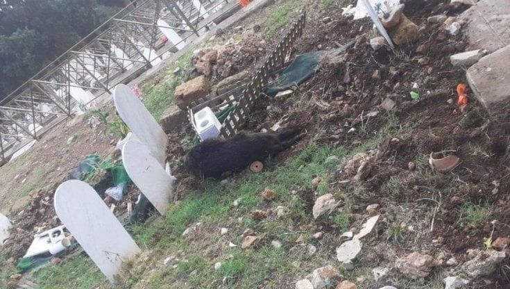 Cimitero dei Rotoli, catturati e abbattuti i cinghiali che lo minacciavano 