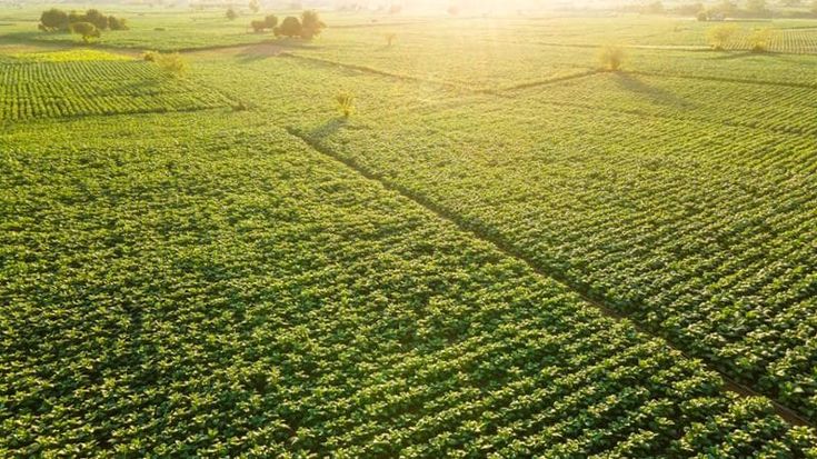 Agromafie, piaga contrabbando: in Europa più 8,5% in un anno