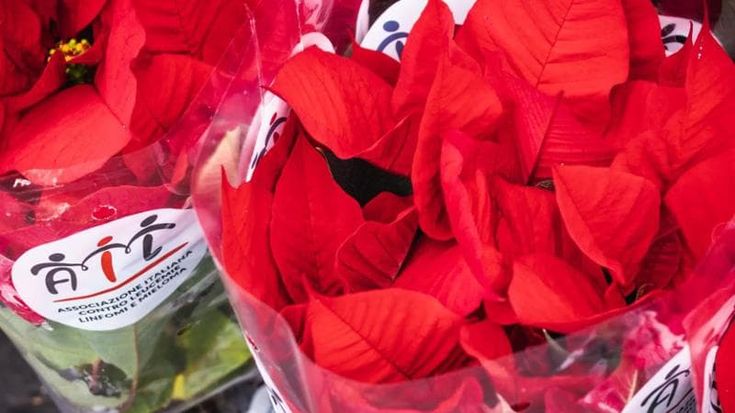 Tornano in piazza le Stelle di Natale dell’Ail. Un aiuto alla ricerca per combattere le leucemie