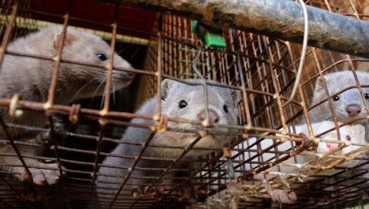 Il virus nascosto nei visoni italiani e l'incubo della mutazione