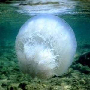 Ampliamento canale di Suez, scienziati inascoltati